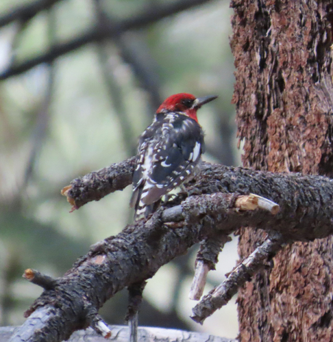 iNaturalist observation photo of Red-breasted Sapsucker