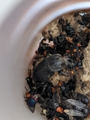 Nicrophorus concolor