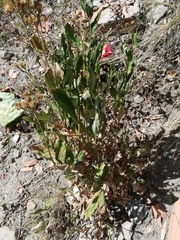 Verbesina boliviana