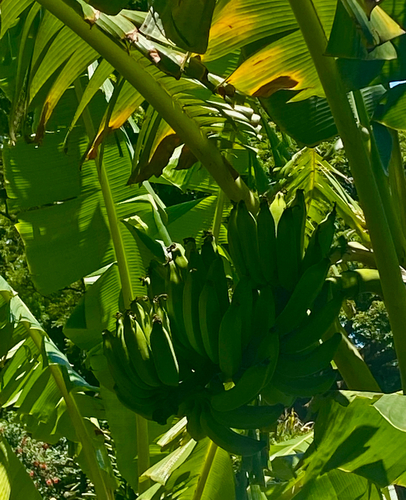 Musa acuminata observed 2026-07-14