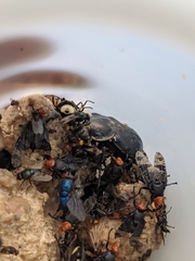 Nicrophorus concolor