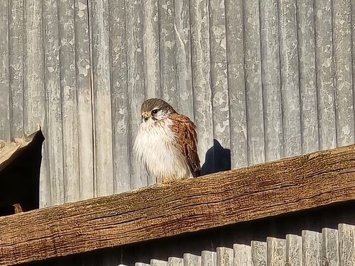 Nankeen Kestrel