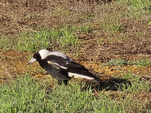 Australian Magpie