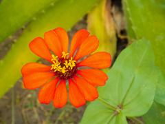 Zinnia elegans
