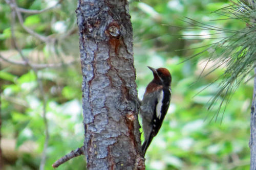 iNaturalist observation photo of Red-breasted × Red-naped Sapsucker