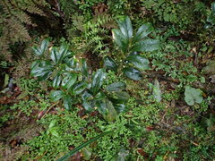 Symplocos macrostroma