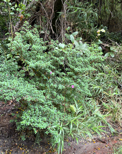 Monochaetum vulcanicum, photograph 3