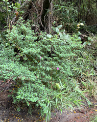 Monochaetum vulcanicum, photograph (c) Emily Geest, some rights reserved (CC BY)