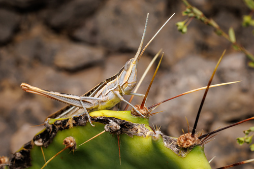 Texas Mermiria