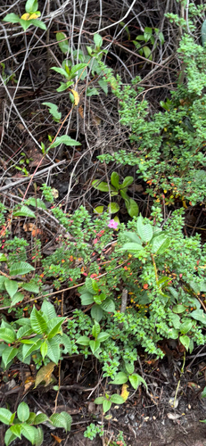 Monochaetum vulcanicum, photograph 2