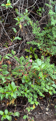 Monochaetum vulcanicum, photograph (c) Emily Geest, some rights reserved (CC BY)