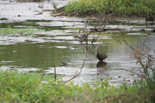 Limpkin