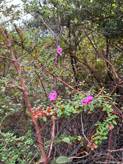 Monochaetum vulcanicum