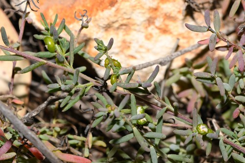 ruby saltbush