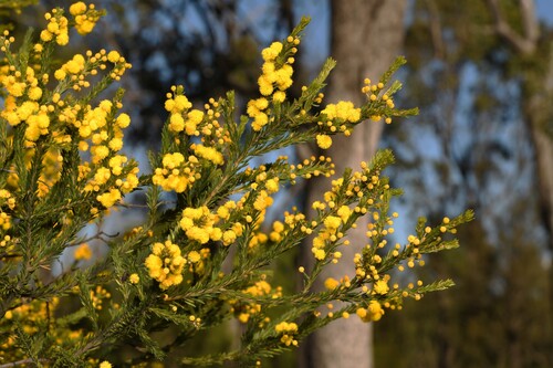 Crowded-leaf Wattle