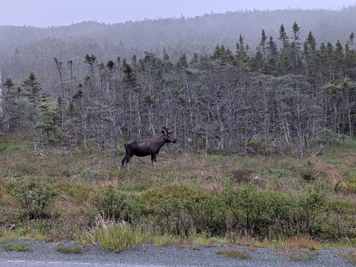 Moose