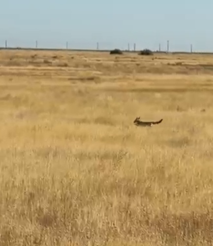 San Joaquin Kit Fox observed by theonetruekat