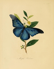 Rhetenor blue morpho