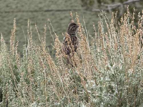 iNaturalist observation photo of Brewer's Sparrow