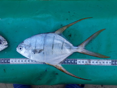 Trachinotus rhodopus