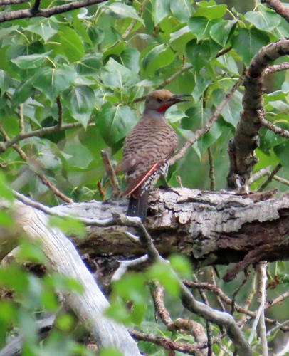 iNaturalist observation photo of Northern Flicker