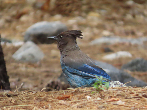iNaturalist observation photo of Steller's Jay