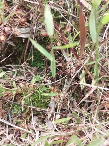 Schizaea pusilla