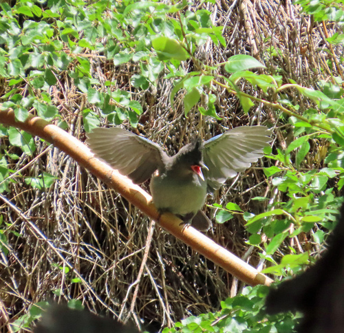 iNaturalist observation photo of Steller's Jay