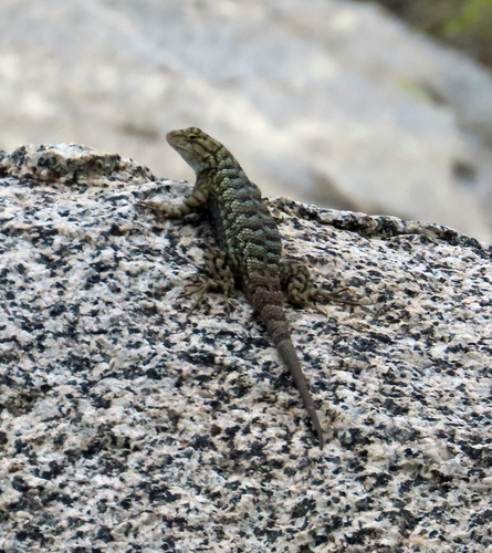 iNaturalist observation photo of Common Sagebrush Lizard