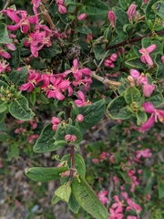 Lonicera tatarica