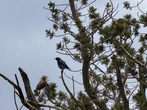 iNaturalist observation photo of Mountain Bluebird