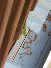 Anolis carolinensis