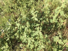 Sphaeralcea incana