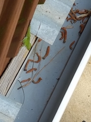 Anolis carolinensis