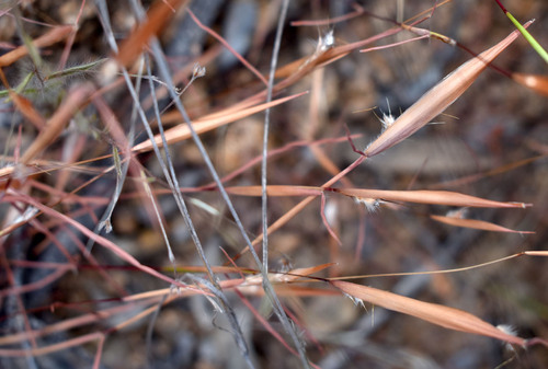 Schizachyrium fragile observed 2026-05-10