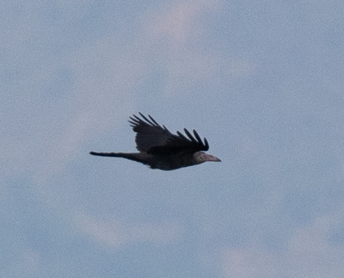 Grey Crow (Corvus tristis), photo 1