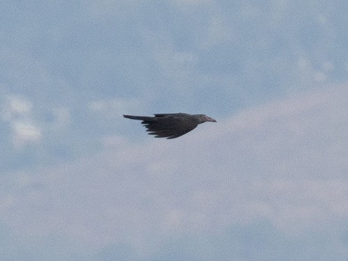 Grey Crow (Corvus tristis), photo 2