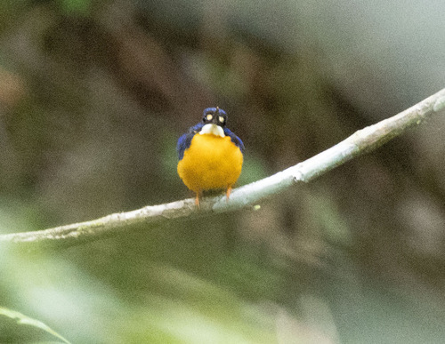 Papuan Dwarf Kingfisher (Ceyx solitarius), photo 2