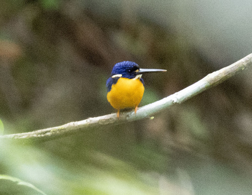 Papuan Dwarf Kingfisher (Ceyx solitarius)