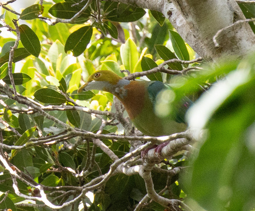 Pink-spotted Fruit Dove (Ptilinopus perlatus), photo 2