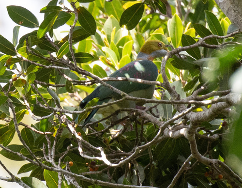 Pink-spotted Fruit Dove (Ptilinopus perlatus), photo 8