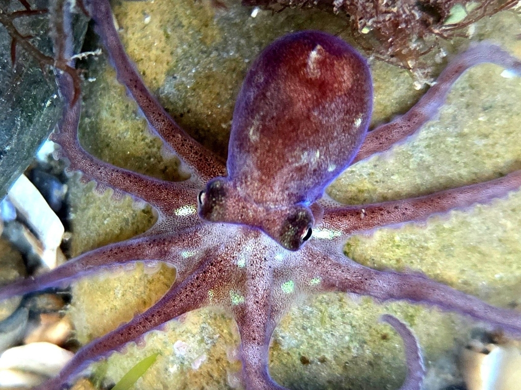 California Lilliput Octopus