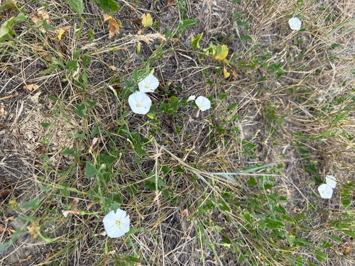 field bindweed