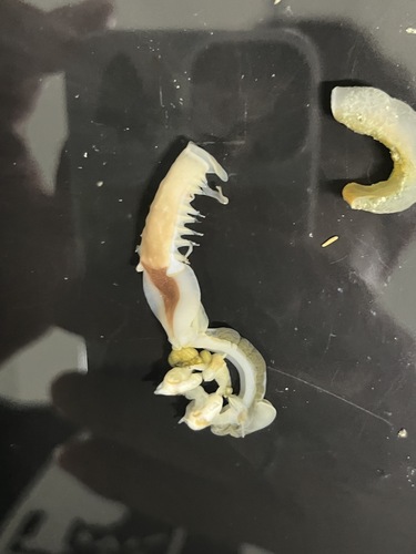 Mesochaetopterus observed 2026-07-14