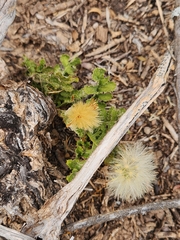Acourtia runcinata, photograph (c) Jackie T, some rights reserved (CC BY)