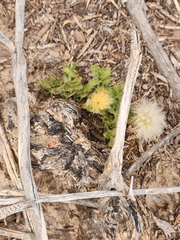 Acourtia runcinata, photograph (c) Jackie T, some rights reserved (CC BY)