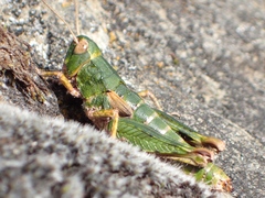 Sigaus australis