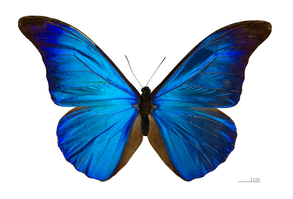 Rhetenor blue morpho