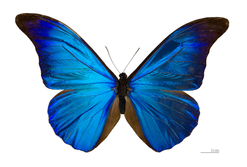 Rhetenor blue morpho