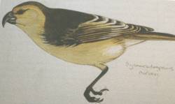 Lanai Hookbill photo